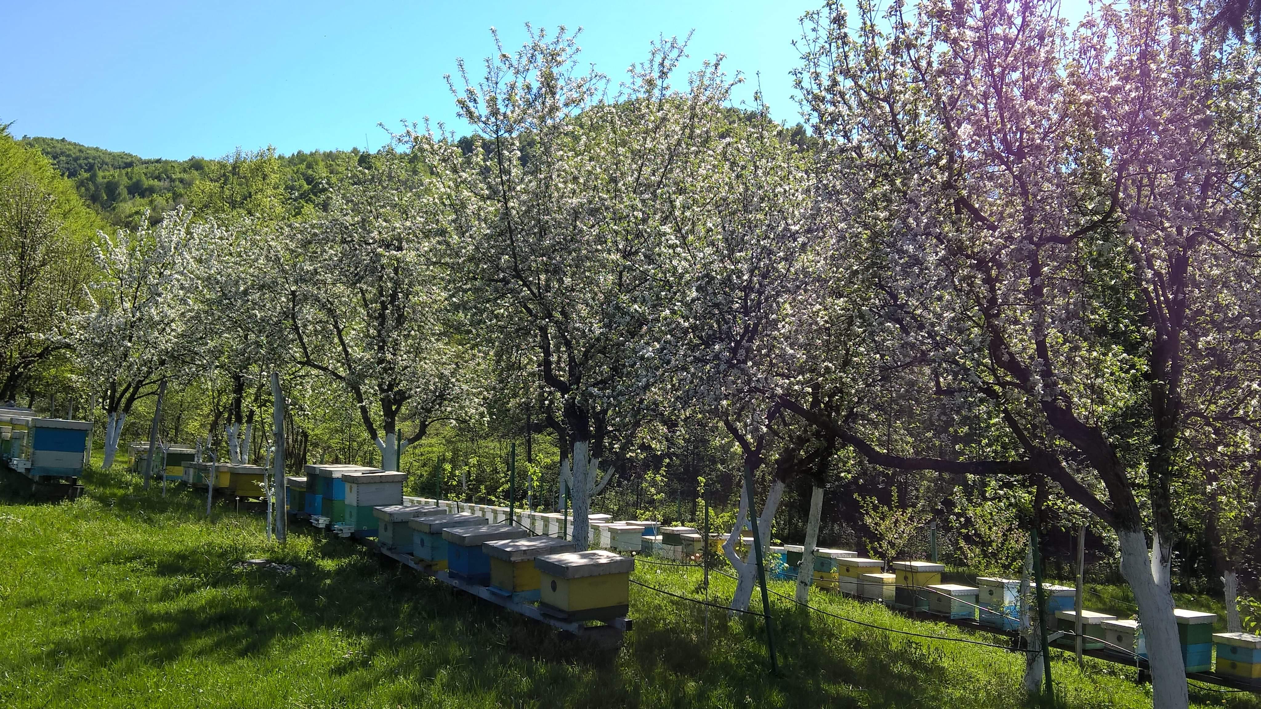 Beekeeping Center  